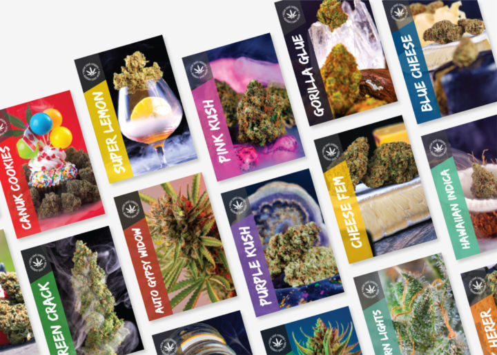 Seed case study 08 picture